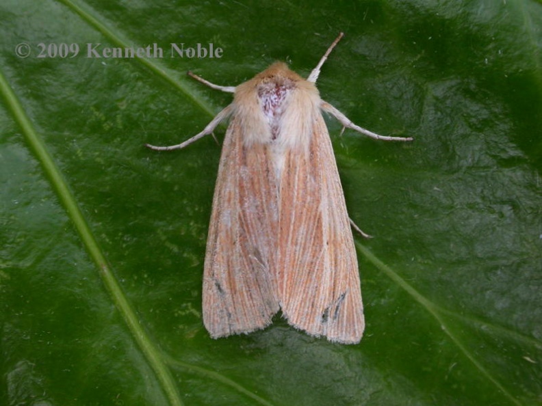 common wainscot ex7362 _800_.JPG